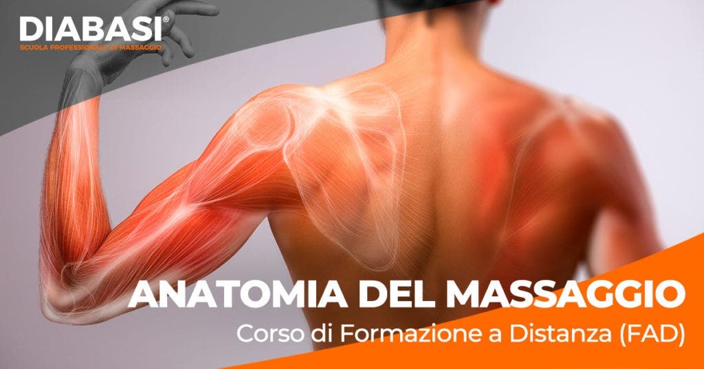 ANATOMIA DEL MASSAGGIO   F.A.D