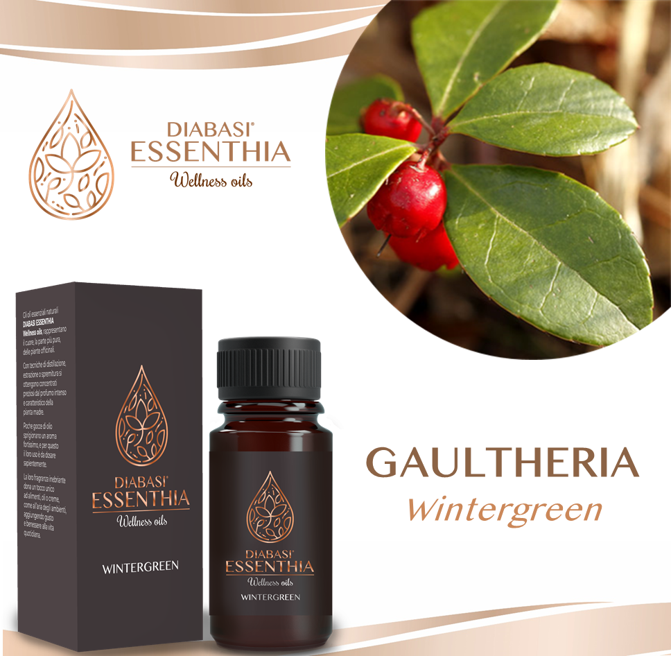 WINTERGREEN (GAULTHERIA)